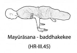 Mayūrāsana - baddhakekee